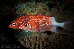 observe with two eyes
/ Silverspot squirrelfishes 
/ Sa... by Boris Pamikov 